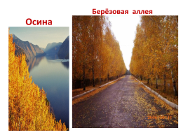 Лес осенью!, слайд 9