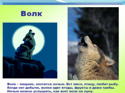 Презентация дошкольников среднего возраста на тему: «Дикие животные», слайд 7