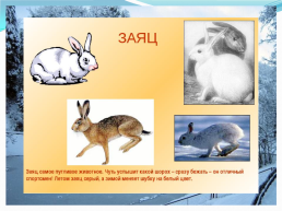 Презентация дошкольников среднего возраста на тему: «Дикие животные», слайд 8