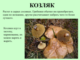 Съедобные грибы, слайд 10