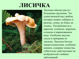 Съедобные грибы, слайд 13