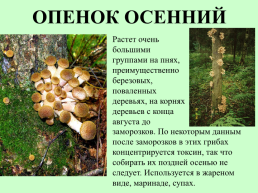 Съедобные грибы, слайд 18