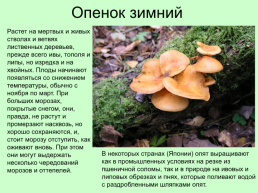 Съедобные грибы, слайд 19