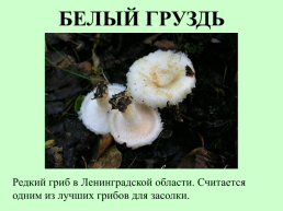 Съедобные грибы, слайд 22