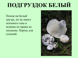 Съедобные грибы, слайд 23