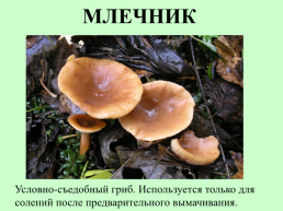 Съедобные грибы, слайд 26