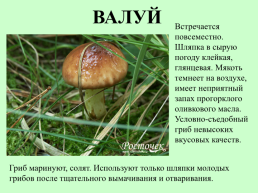 Съедобные грибы, слайд 28
