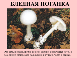 Съедобные грибы, слайд 30