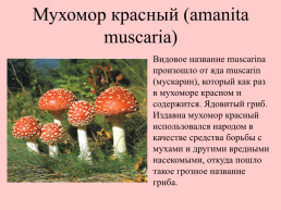 Съедобные грибы, слайд 31