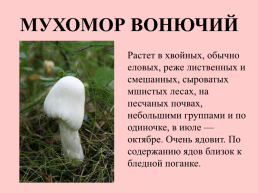 Съедобные грибы, слайд 32