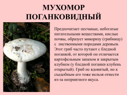 Съедобные грибы, слайд 33