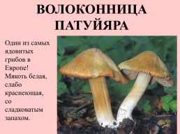 Съедобные грибы, слайд 35