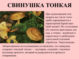 Съедобные грибы, слайд 38