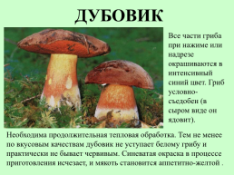 Съедобные грибы, слайд 9