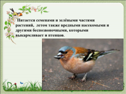 Перелетные птицы, слайд 16