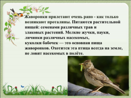 Перелетные птицы, слайд 9