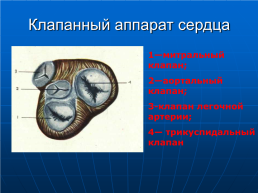 Электрокардиография. Лекция для студентов 3 курса, слайд 3