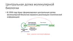 История развития молекулярной генетики, слайд 21