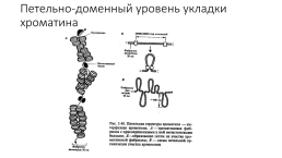 Компактизация хроматина, слайд 21