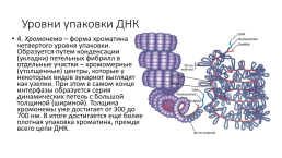 Компактизация хроматина, слайд 22