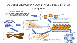 Компактизация хроматина, слайд 24
