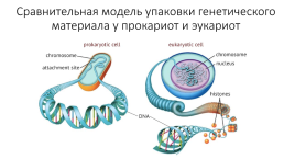 Компактизация хроматина, слайд 5