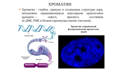 Компактизация хроматина, слайд 6