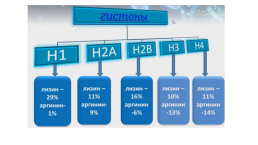 Компактизация хроматина, слайд 8