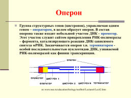 Структура гена, слайд 11