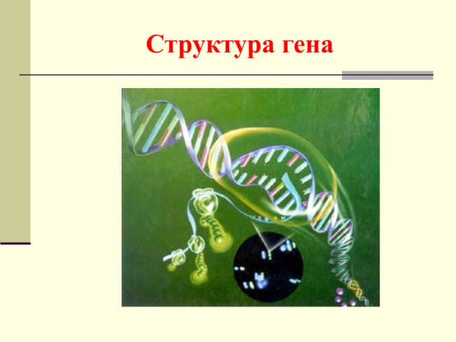 Структура гена