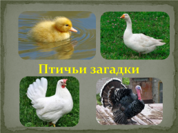 Домашние животные и птицы, слайд 16