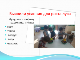 «Эксперимент посадки лука в старшей группе «непоседы», слайд 12