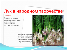 «Эксперимент посадки лука в старшей группе «непоседы», слайд 7