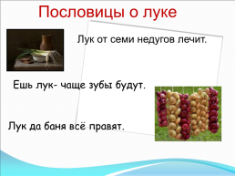 «Эксперимент посадки лука в старшей группе «непоседы», слайд 8