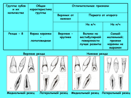 Анатомическое строение зубов человека, слайд 12