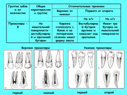 Анатомическое строение зубов человека, слайд 16