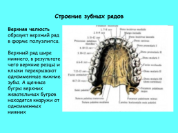 Анатомическое строение зубов человека, слайд 20