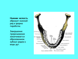 Анатомическое строение зубов человека, слайд 21