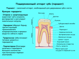 Анатомическое строение зубов человека, слайд 24