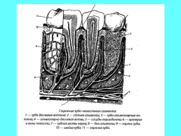 Анатомическое строение зубов человека, слайд 25