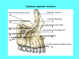 Анатомическое строение зубов человека, слайд 26