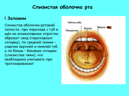 Анатомическое строение зубов человека, слайд 32