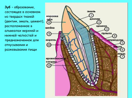 Анатомическое строение зубов человека, слайд 6