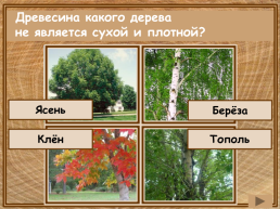 Кто являются причиной появления червоточин на дереве?, слайд 18