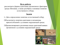 Сестринское дело по учебному предмету биология тема: «естественный отбор и адаптация организмов к условиям обитания», слайд 2
