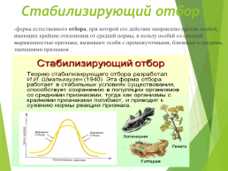 Сестринское дело по учебному предмету биология тема: «естественный отбор и адаптация организмов к условиям обитания», слайд 5