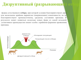 Сестринское дело по учебному предмету биология тема: «естественный отбор и адаптация организмов к условиям обитания», слайд 6