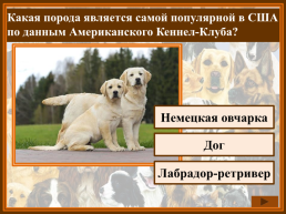 Как называется домик собаки?. Конура. Хатка. Домик, слайд 12