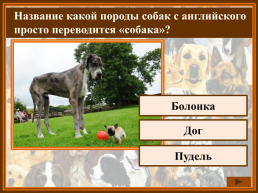 Как называется домик собаки?. Конура. Хатка. Домик, слайд 8