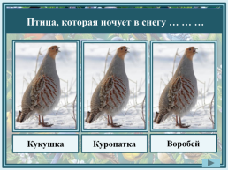 «Совиный попугай» – кого так называют?. Жако. Какаду. Какапо, слайд 17